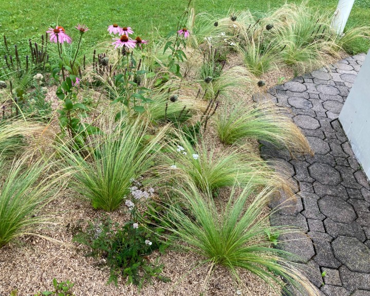 Freibad Waidhofen Staudenbeet Gräser