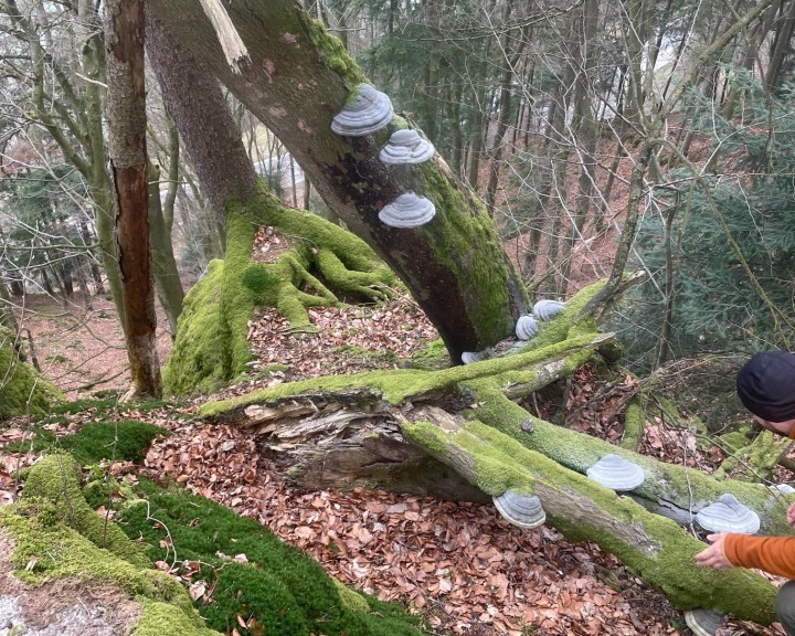 Aufnahme Analyse Steinbruck Gutachten