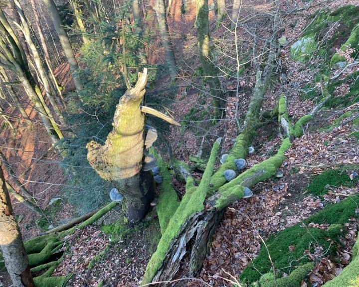 Aufnahme Analyse Steinbruck Gutachten