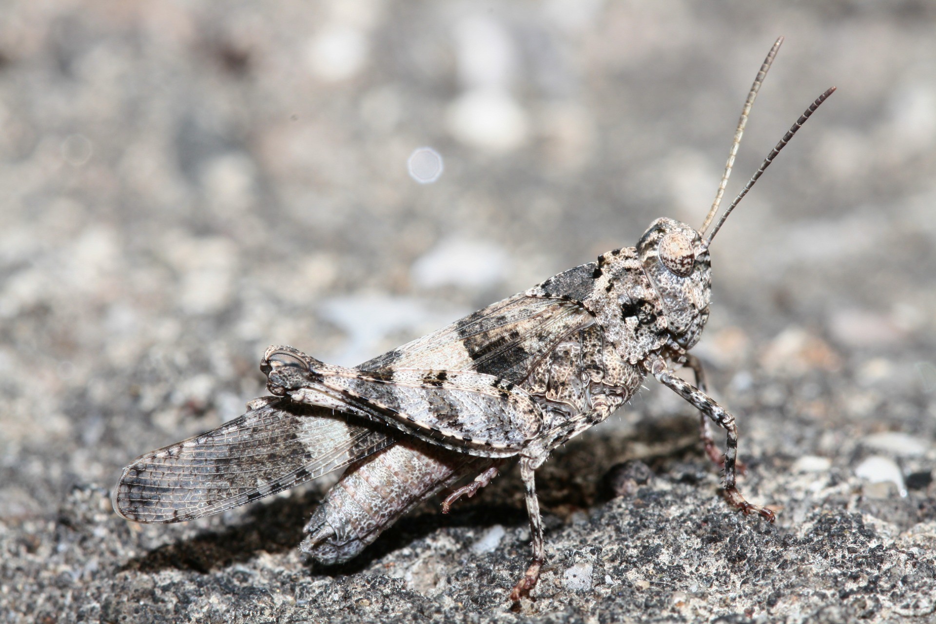 Oedipoda caerulescens