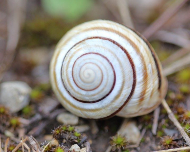 Cepaea vindobonensis