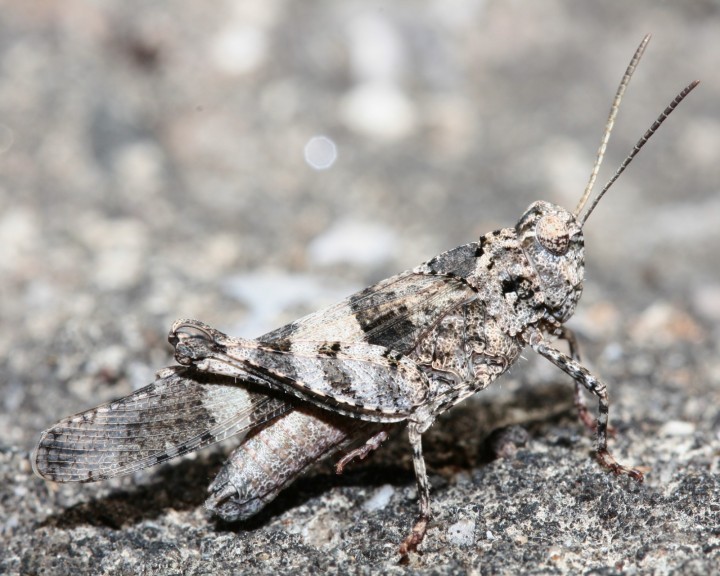 Oedipoda caerulescens