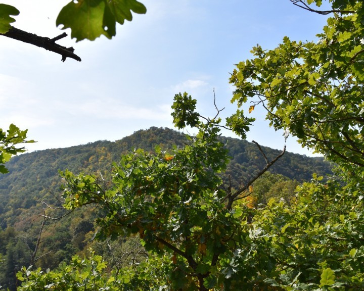 Landschaft Nationalpark Thayatal Gewässer Naturlandschaft
