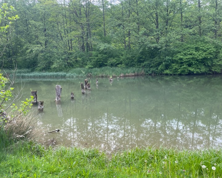 Naturbad Allhartsberg Bestand