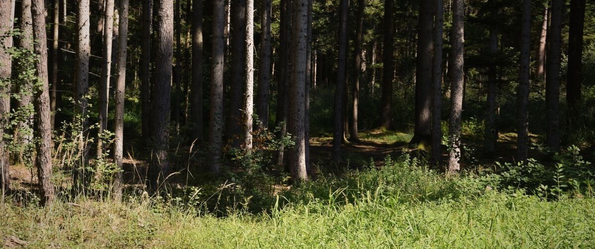 Fantasy mit düsteren Wäldern