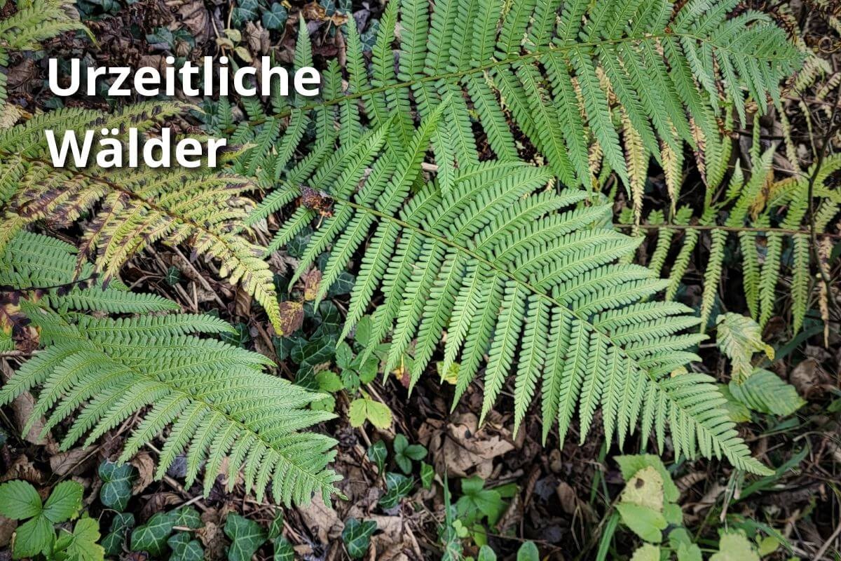Wälder in der Kreidezeit