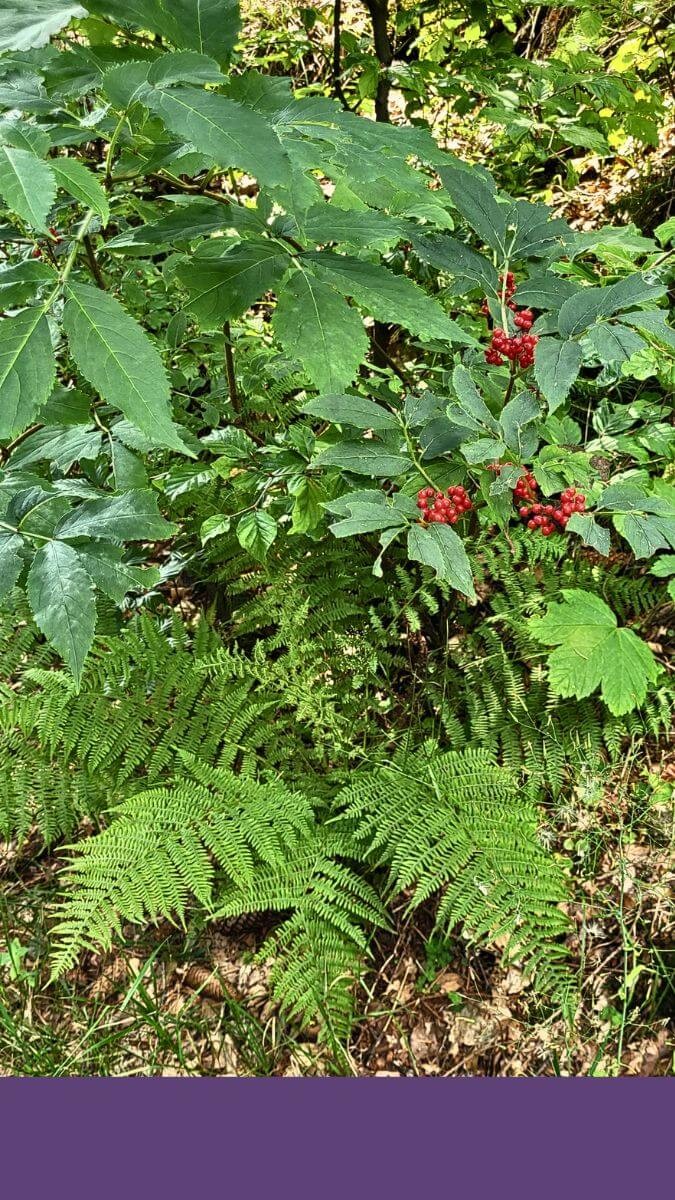 Urzeitliche Vegetation
