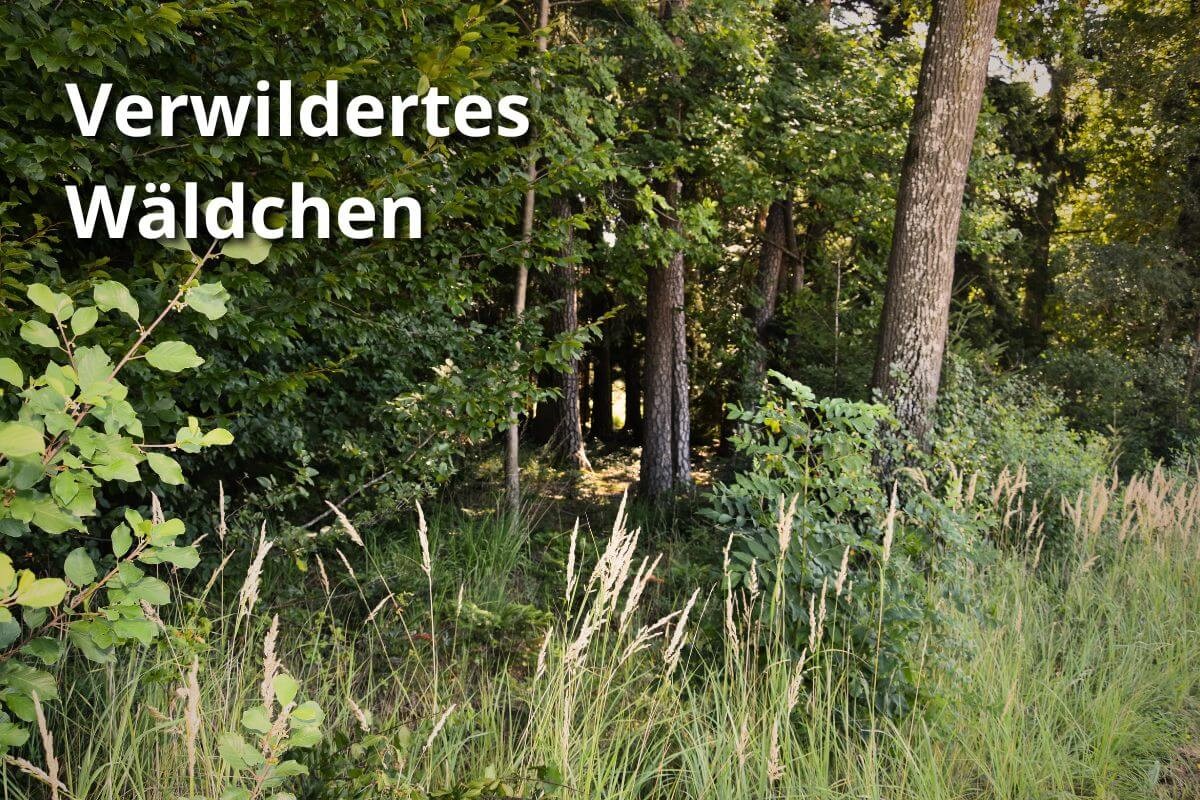 Wäldchen in einer Fantasywelt