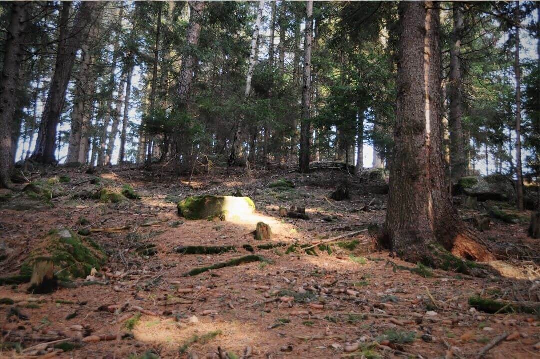 Mystische Waldszene