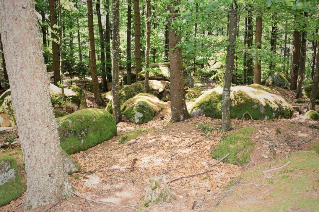 Ritualplatz im Wald