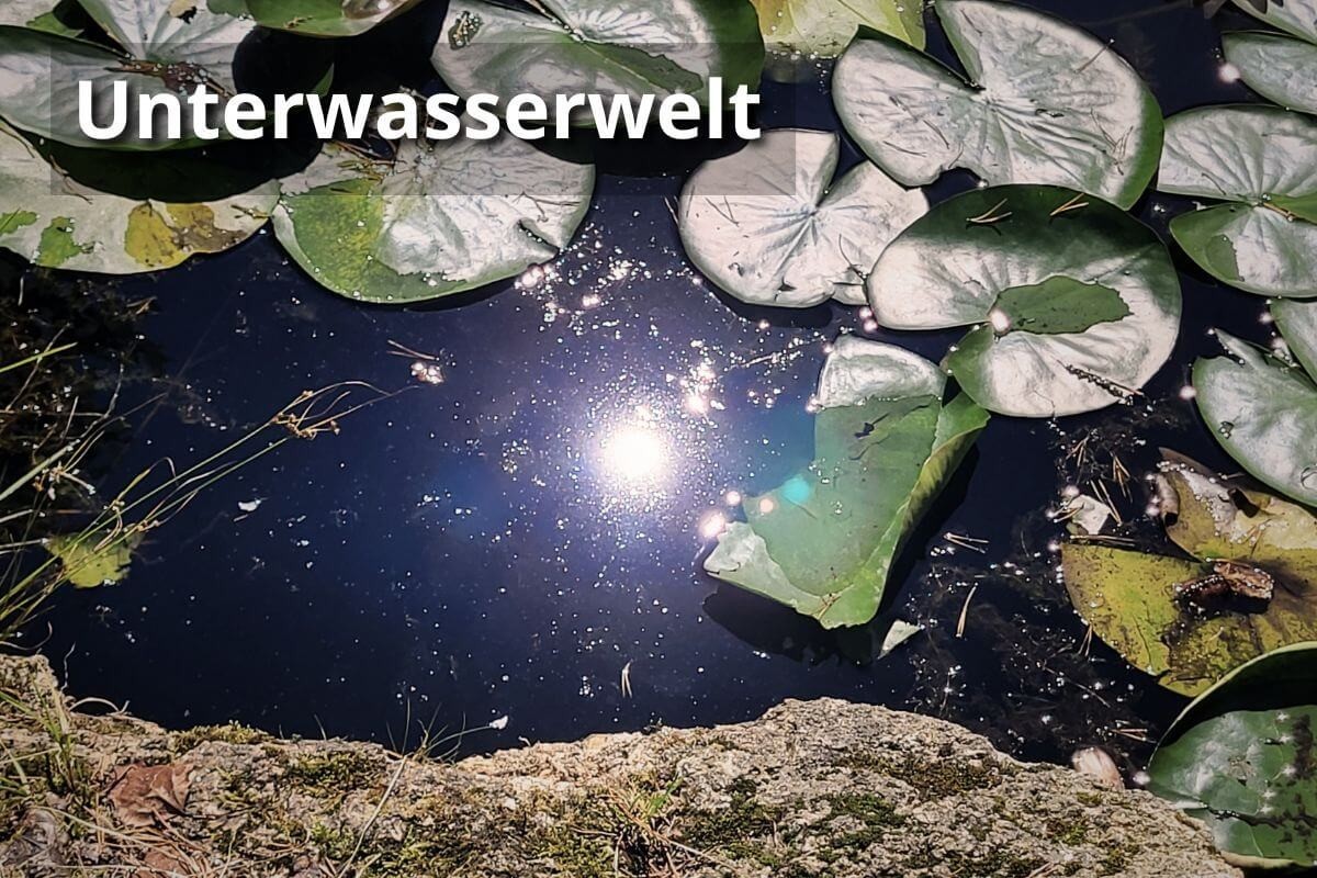Unterwasserwelt