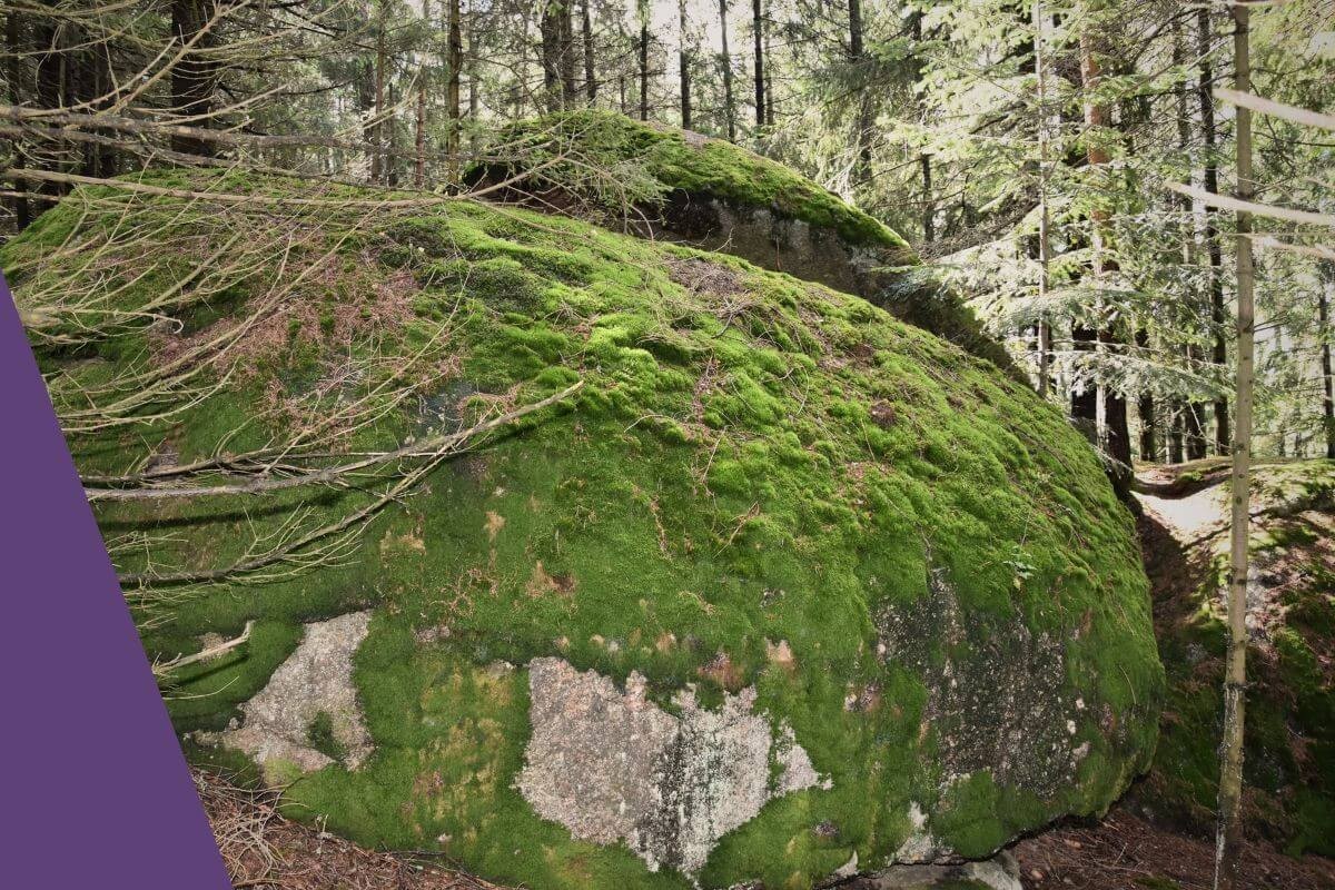 Waldszene in Skorpionschatten