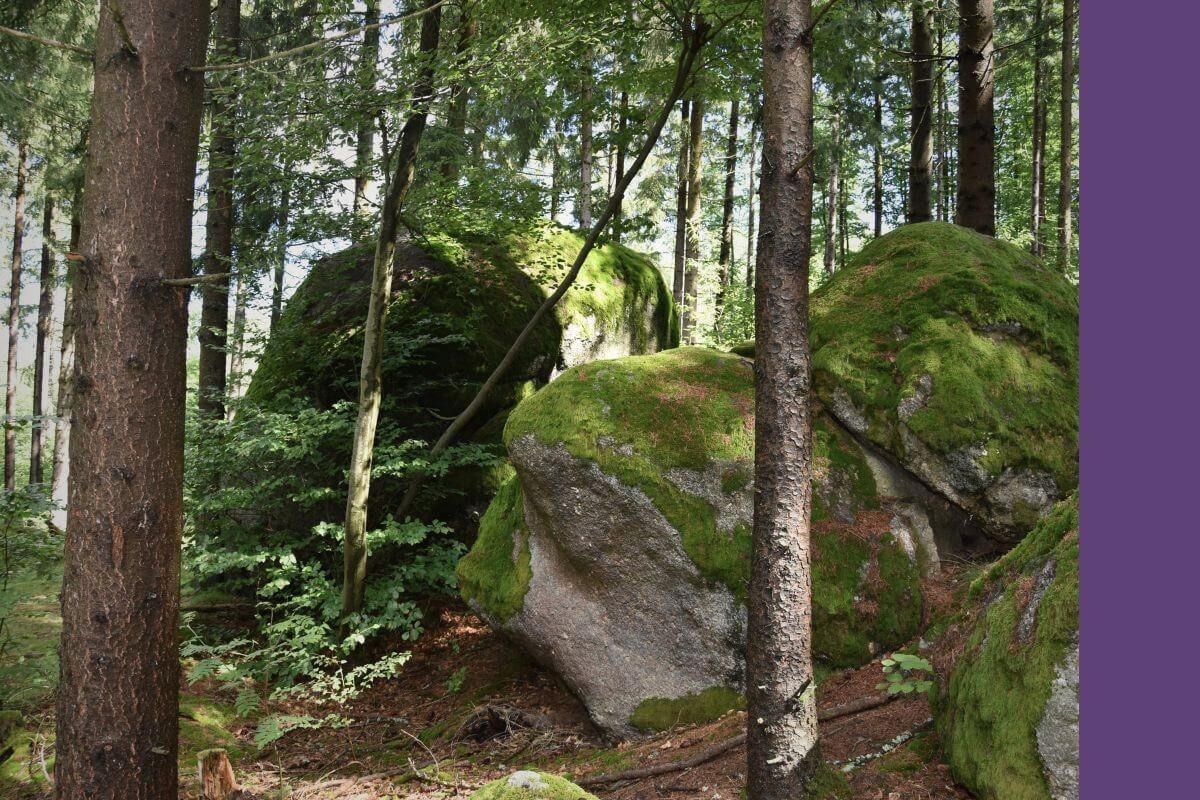 Wald in einer Fantasywelt