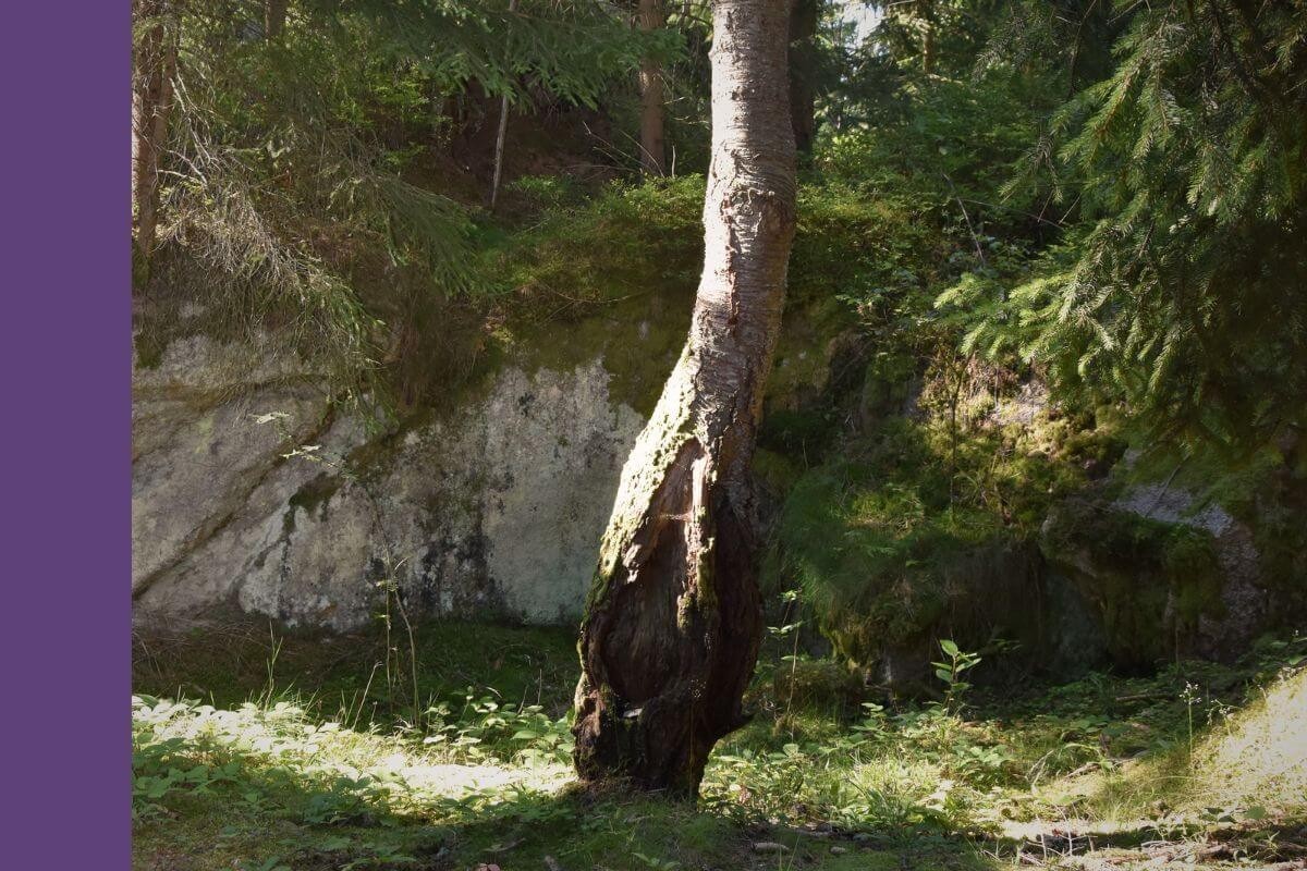 Fantasyselt Naturszene