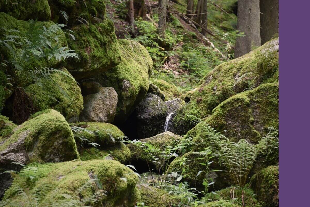 Waldszene mit Felsen