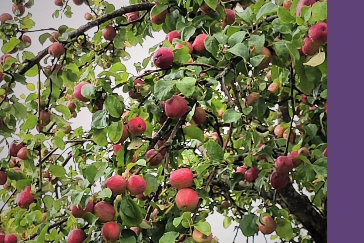 Apfelbaum in einer Fantasywelt